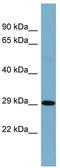 Caspase recruitment domain-containing protein 8 antibody, TA334072, Origene, Western Blot image 