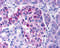 Inhibitor Of Nuclear Factor Kappa B Kinase Subunit Epsilon antibody, 2329, QED Bioscience, Immunohistochemistry frozen image 