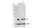 Parkinsonism Associated Deglycase antibody, 5933S, Cell Signaling Technology, Western Blot image 