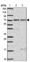 Synaptopodin 2 Like antibody, NBP2-33741, Novus Biologicals, Western Blot image 