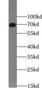 Vanin 1 antibody, FNab09421, FineTest, Western Blot image 