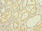 8-Oxoguanine DNA Glycosylase antibody, CSB-PA016313LA01HU, Cusabio, Immunohistochemistry frozen image 