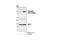 Eukaryotic Translation Elongation Factor 2 antibody, 2331S, Cell Signaling Technology, Western Blot image 