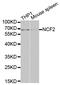 Neutrophil Cytosolic Factor 2 antibody, LS-B13857, Lifespan Biosciences, Western Blot image 