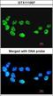 Cell Division Cycle 26 antibody, GTX111007, GeneTex, Immunocytochemistry image 