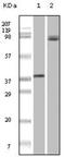 B-Raf Proto-Oncogene, Serine/Threonine Kinase antibody, NBP1-47555, Novus Biologicals, Western Blot image 