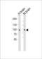 Cadherin 20 antibody, LS-C168608, Lifespan Biosciences, Western Blot image 