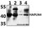 Hyaluronan and proteoglycan link protein 4 antibody, GTX66810, GeneTex, Western Blot image 