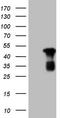RB Transcriptional Corepressor 1 antibody, LS-C339698, Lifespan Biosciences, Western Blot image 