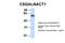 Chondroitin Sulfate N-Acetylgalactosaminyltransferase 1 antibody, 26-230, ProSci, Western Blot image 