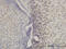 Homeobox A11 antibody, LS-C133256, Lifespan Biosciences, Immunohistochemistry frozen image 