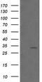 B And T Lymphocyte Associated antibody, LS-C174369, Lifespan Biosciences, Western Blot image 