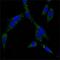 Heat Shock Protein Family A (Hsp70) Member 4 antibody, GTX82827, GeneTex, Immunocytochemistry image 