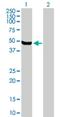 Ephexin-4 antibody, H00027237-B01P, Novus Biologicals, Western Blot image 