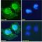 Ret Proto-Oncogene antibody, LS-B16437, Lifespan Biosciences, Immunofluorescence image 