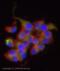 Inward rectifier potassium channel 2 antibody, ab65796, Abcam, Immunocytochemistry image 
