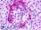 G Protein-Coupled Receptor 35 antibody, LS-A2, Lifespan Biosciences, Immunohistochemistry paraffin image 