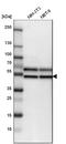 Flotillin 2 antibody, NBP1-84910, Novus Biologicals, Western Blot image 