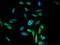 Periostin antibody, A54348-100, Epigentek, Immunofluorescence image 