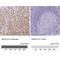 Annexin A10 antibody, PA5-52151, Invitrogen Antibodies, Immunohistochemistry paraffin image 