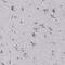 Carboxypeptidase Q antibody, PA5-54726, Invitrogen Antibodies, Immunohistochemistry frozen image 