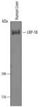 LDL Receptor Related Protein 1B antibody, AF6379, R&D Systems, Western Blot image 