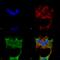 Synaptotagmin 6 antibody, SMC-425D-STR, StressMarq, Immunofluorescence image 