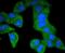 Platelet Derived Growth Factor Receptor Beta antibody, NBP2-67665, Novus Biologicals, Immunofluorescence image 