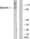 Mitogen-Activated Protein Kinase Kinase Kinase Kinase 1 antibody, LS-C119191, Lifespan Biosciences, Western Blot image 