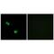 Chondroitin Polymerizing Factor antibody, PA5-50009, Invitrogen Antibodies, Immunofluorescence image 