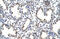 Cleavage And Polyadenylation Specific Factor 7 antibody, ARP41012_T100, Aviva Systems Biology, Immunohistochemistry frozen image 