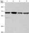 Glyoxylate Reductase 1 Homolog antibody, PA5-50669, Invitrogen Antibodies, Western Blot image 