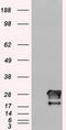 Neurogenin 1 antibody, TA500308, Origene, Western Blot image 