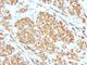 Melan-A antibody, V9125-100UG, NSJ Bioreagents, Flow Cytometry image 