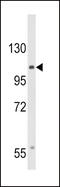 Calcium Voltage-Gated Channel Auxiliary Subunit Alpha2delta 3 antibody, 64-087, ProSci, Western Blot image 