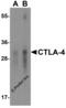 Cytotoxic T-Lymphocyte Associated Protein 4 antibody, RF16012, ProSci, Western Blot image 