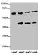 F-box/WD repeat-containing protein 5 antibody, orb45374, Biorbyt, Western Blot image 