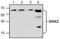 Dickkopf WNT Signaling Pathway Inhibitor 2 antibody, TA318962, Origene, Western Blot image 