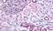 Pipp antibody, PA5-32876, Invitrogen Antibodies, Immunohistochemistry frozen image 