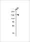 General Transcription Factor IIi antibody, PA5-35321, Invitrogen Antibodies, Western Blot image 