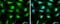 RuvB Like AAA ATPase 1 antibody, NBP2-20245, Novus Biologicals, Immunocytochemistry image 