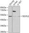 Selectin P Ligand antibody, GTX54688, GeneTex, Western Blot image 