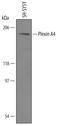 Plexin A4 antibody, AF5856, R&D Systems, Western Blot image 