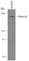 Plexin-A4 antibody, AF5856, R&D Systems, Western Blot image 