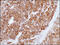 Melanoma antigen recognized by T-cells 1 antibody, 51-089, ProSci, Immunohistochemistry paraffin image 
