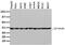 Tubulin beta-4 chain antibody, CF503129, Origene, Western Blot image 