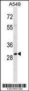 Aly/REF Export Factor antibody, 58-457, ProSci, Western Blot image 