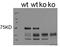 Mitofusin 1 antibody, ab104274, Abcam, Western Blot image 