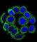 Cytochrome P450 Family 21 Subfamily A Member 2 antibody, abx033741, Abbexa, Western Blot image 