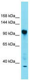 Family With Sequence Similarity 91 Member A1 antibody, TA335394, Origene, Western Blot image 